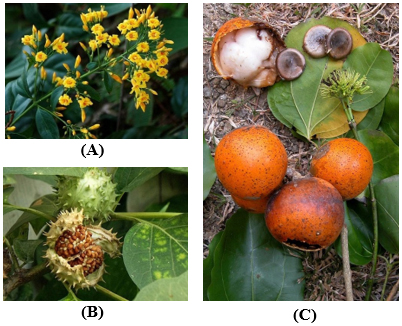 Gelsemium elegan-solanaceae sp-strychnos-nux-vomica
